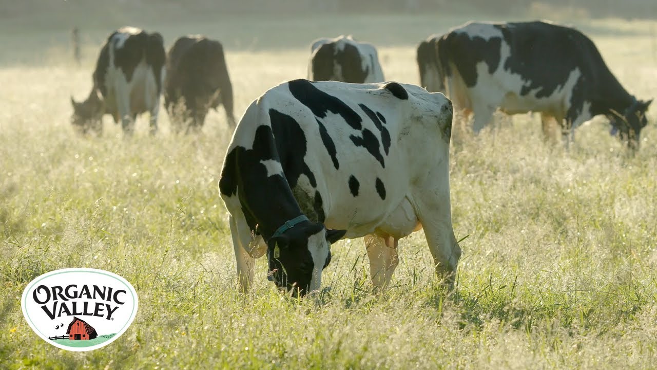 Защита места происхождения ваших продуктов питания | Organic Valley
