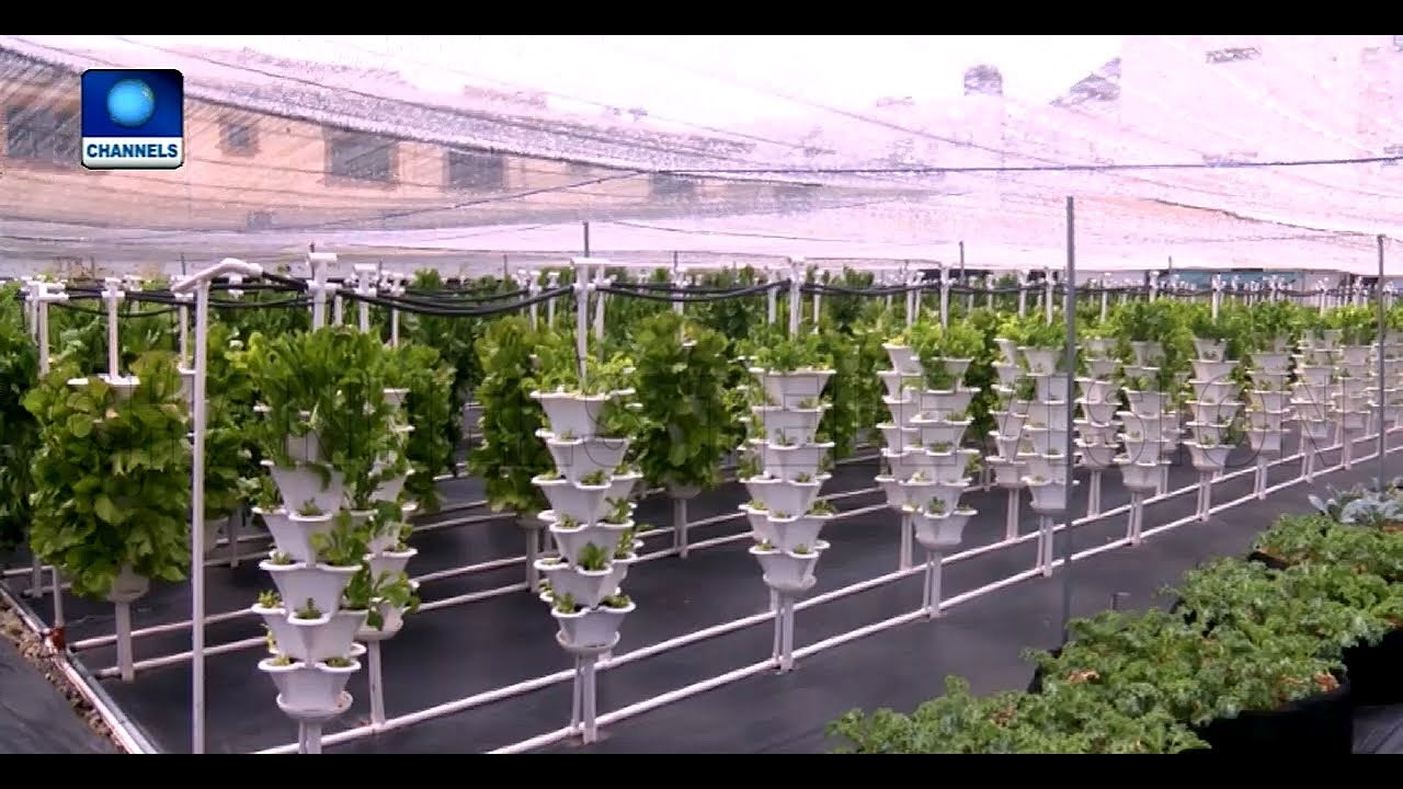 Young Nigerian Adopts Hydroponics Farming Methods In Lekki Pt.1 |Earthfile|