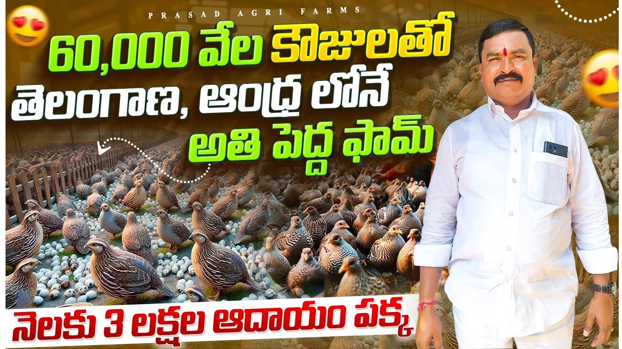 60వేల కౌజు పిట్టల పెంపకం,తెలంగాణలోనే అతి పెద్ద ఫామ్ || quails farm telugu || #quailsfarm #telugu