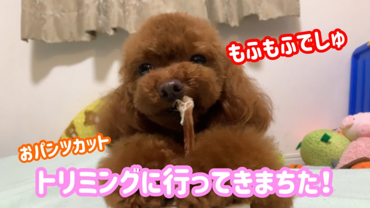 おパンツカットでもふもふお尻【トイプードルのモカ】