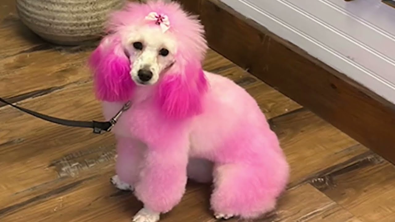 Molly the pink poodle rescued from frigid New Jersey river after daring swim