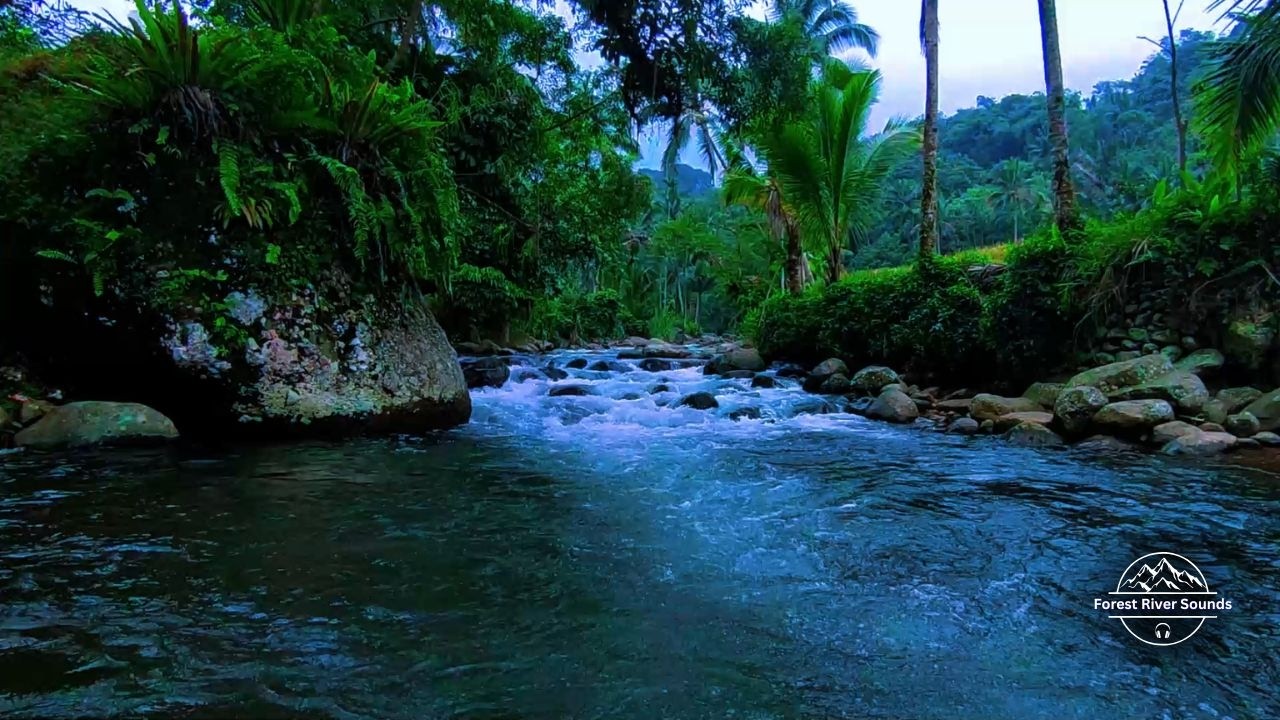 Relax and Sleep Deeply with 11 Hours of Soothing Forest River Sounds