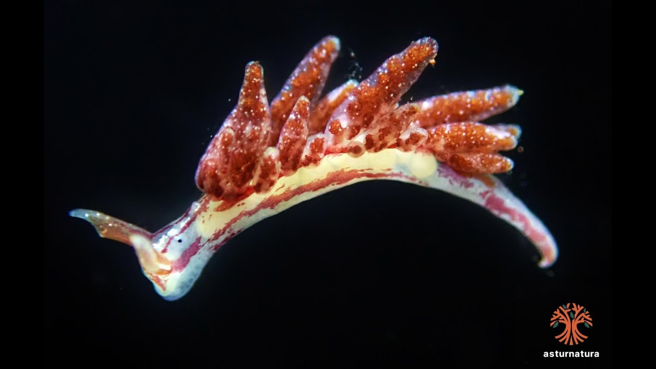 Hermaea paucicirra