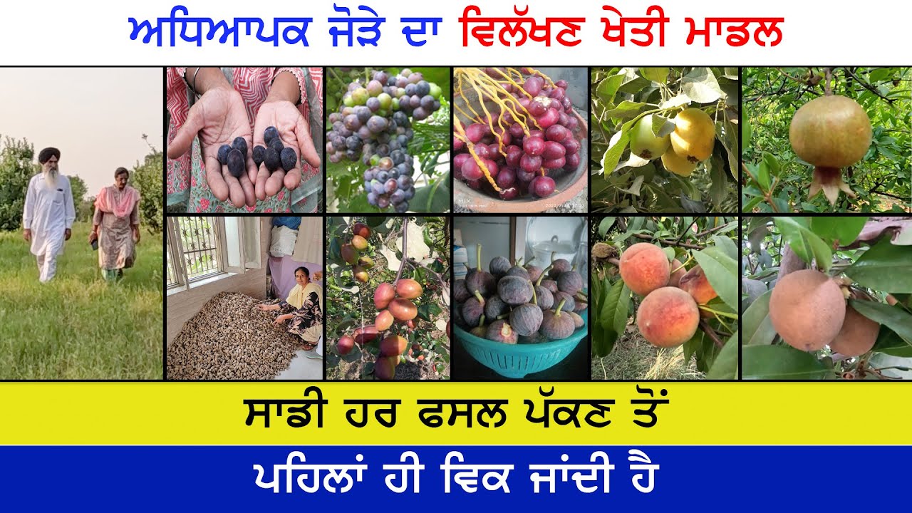 ਸਾਡੀਆਂ ਫਸਲਾਂ ਵੀ ਦੇਸੀ ਨੇ ਤੇ ਸਾਡੇ ਜਾਨਵਰ ਵੀ ਦੇਸੀ ਨੇ