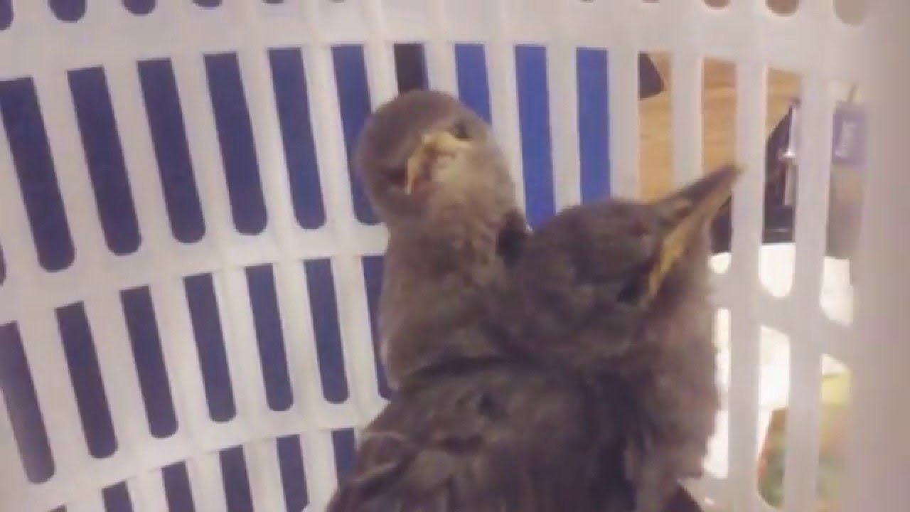 Derp Bird