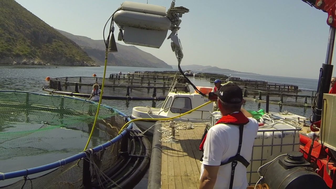 Lifting the Boss from the cage to the platform in 1 minute and 30 seconds!