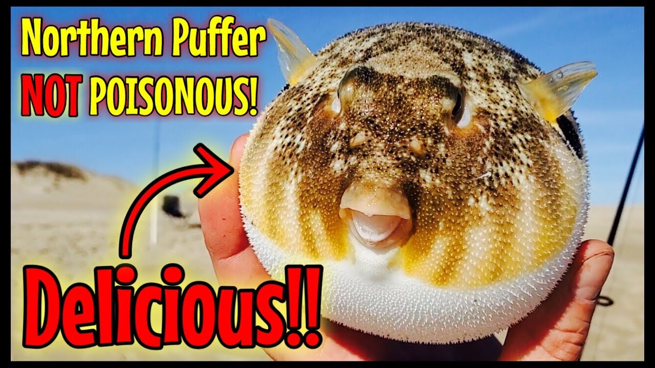 Northern Puffer Fish Clean & Cook (NOT POISONOUS) Best Beer Batter Recipe OBX Fishing