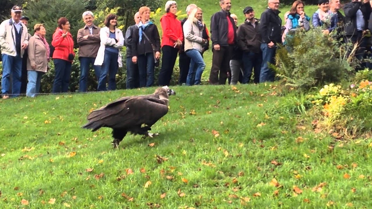 Falconry Flight Displays at Hohenwerfen Castle