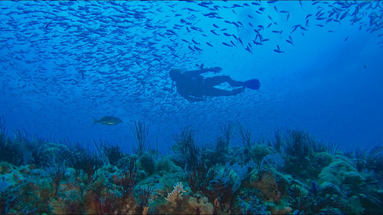 Port Elizabeth Diving-April'18