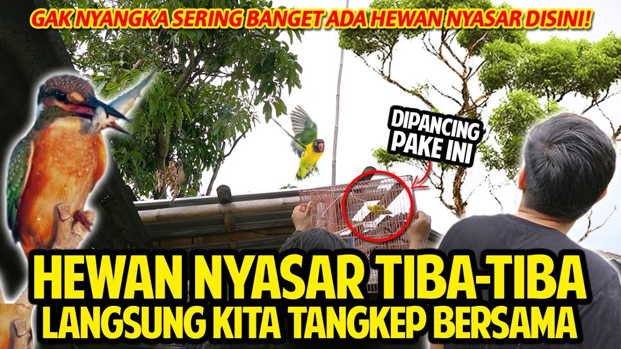 HEWAN NYASAR TIBA-TIBA! LANGSUNG KITA TANGKEP BERSAMA! DISINI SERING ADA HEWAN NYASAR! MERPATI!