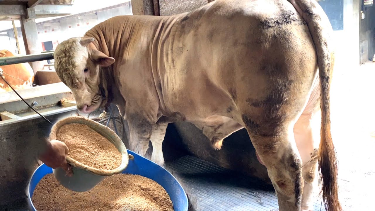 BUKAN MAEN# COMBORAN SEDERHANA ADG 1,5/2kg/hari