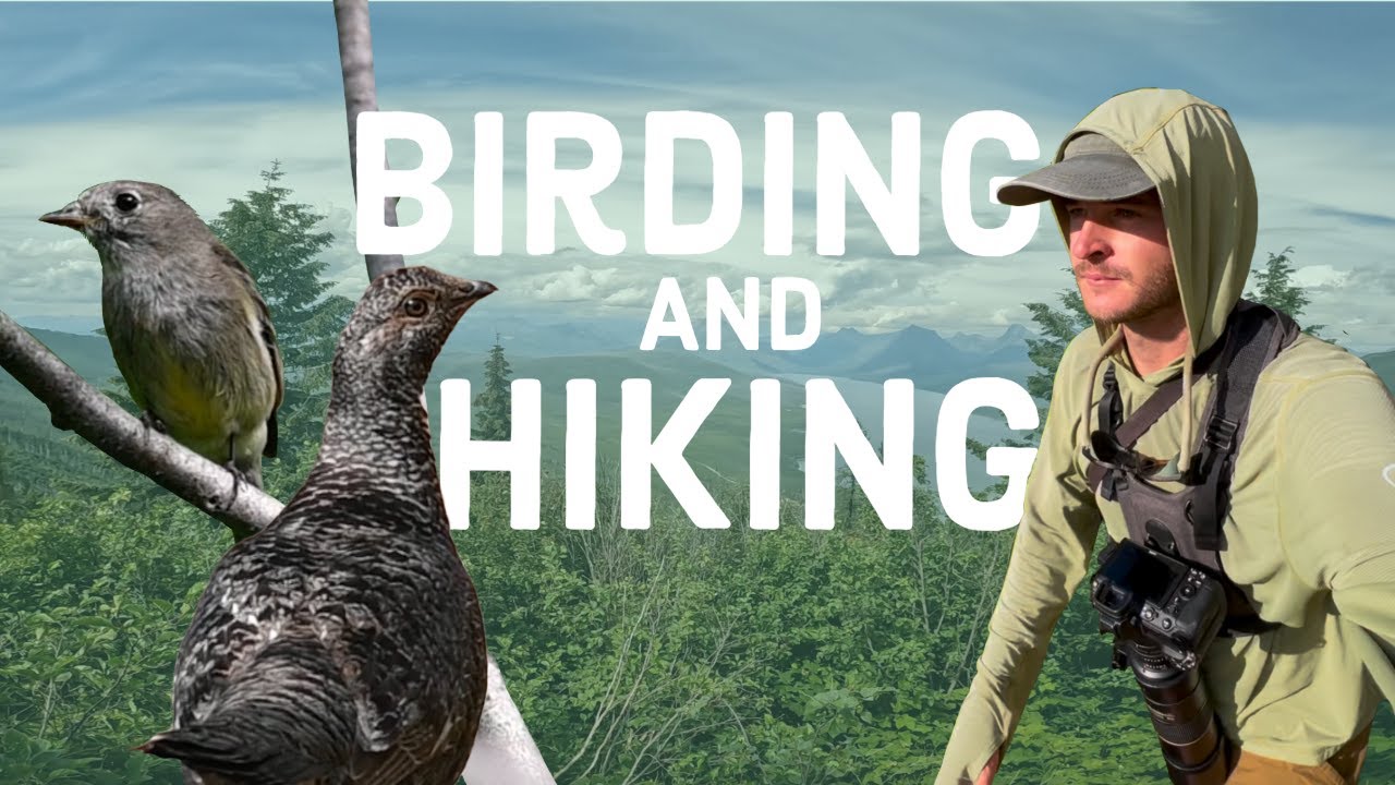 I went Birding in West Glacier