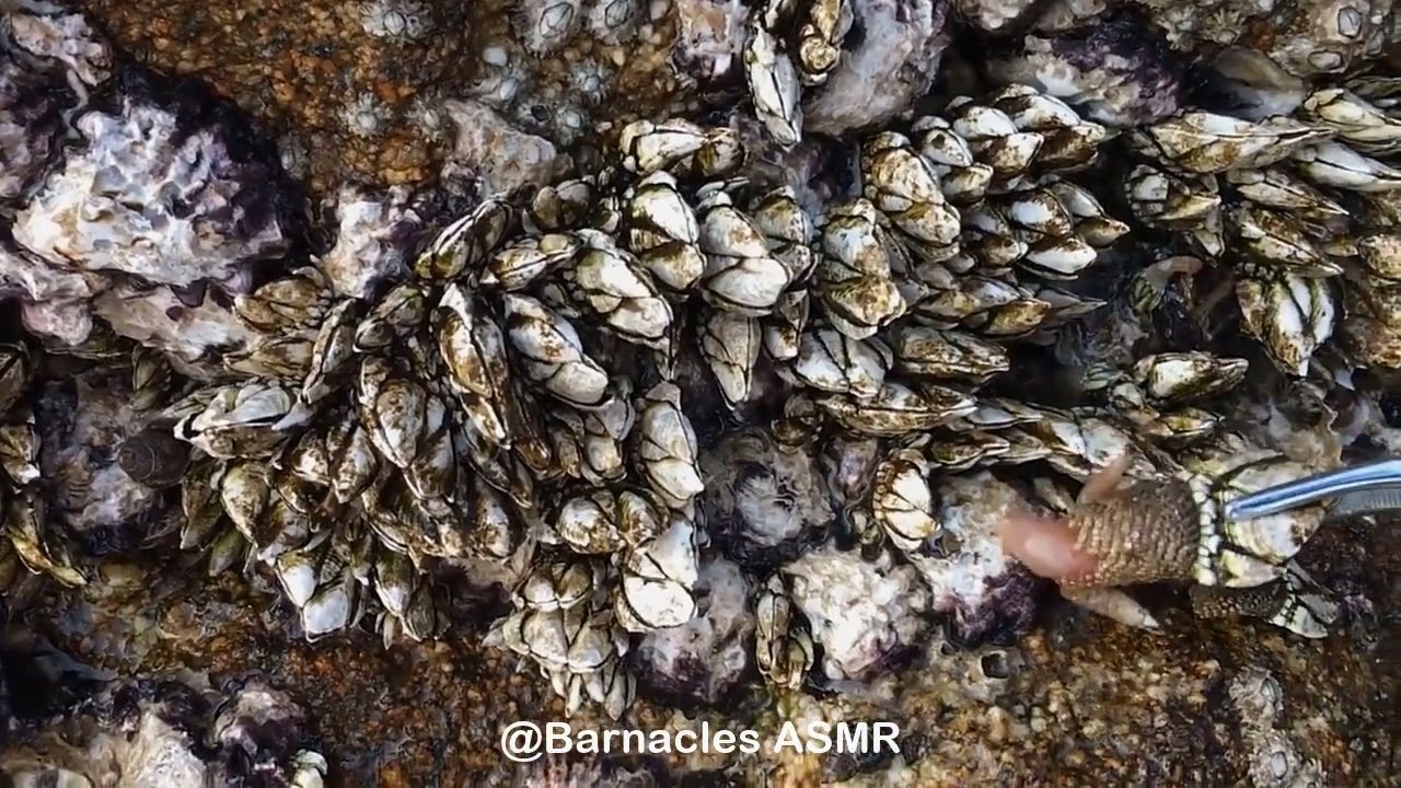 Barnacle ASMR - My daily work at sea (episode 84 )