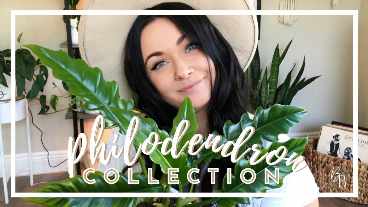 I Think Have MORE Philodendrons Than ANY Other Plant | Philodendron Houseplant Collection