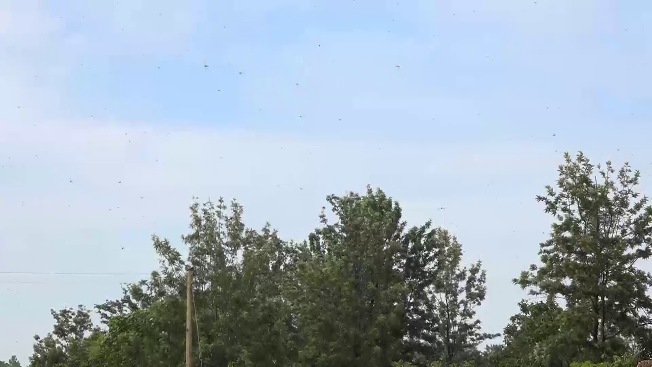 Locusts invades Murang'a County. Kamuiru village, Kambirwa in Kiharu constituency.