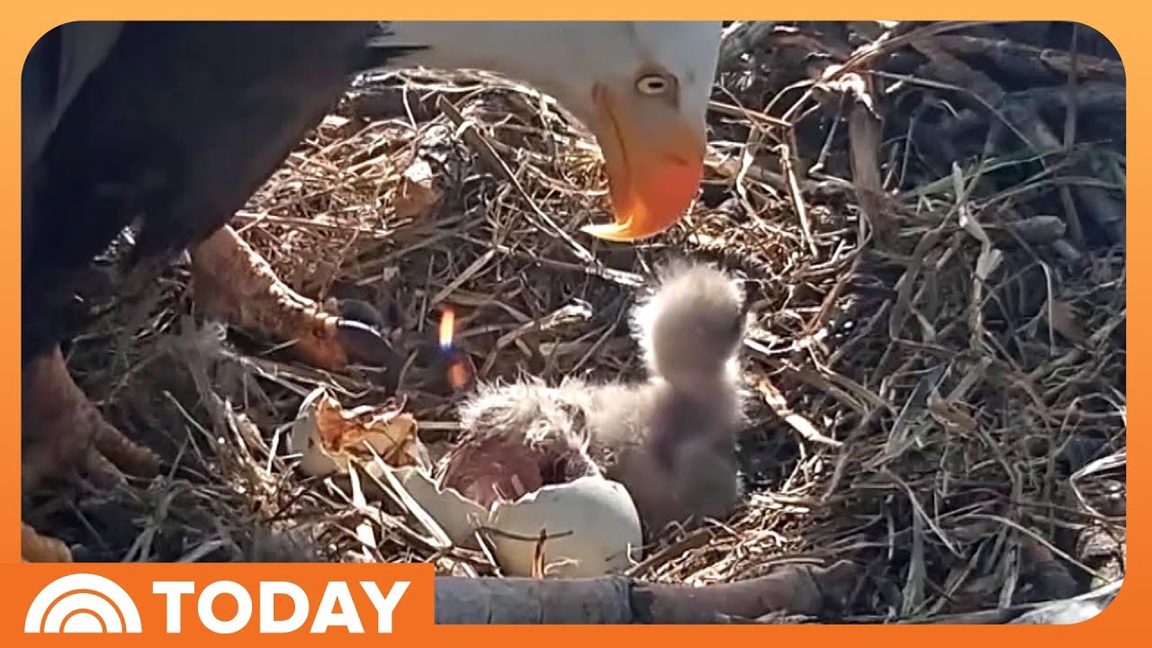 Eagle Couple Jackie and Shadow Welcome 2 New Eaglets
