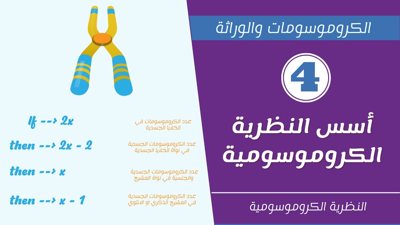 اسس النظرية الكروموسومية | النظرية الكروموسومية | الجزء الرابع