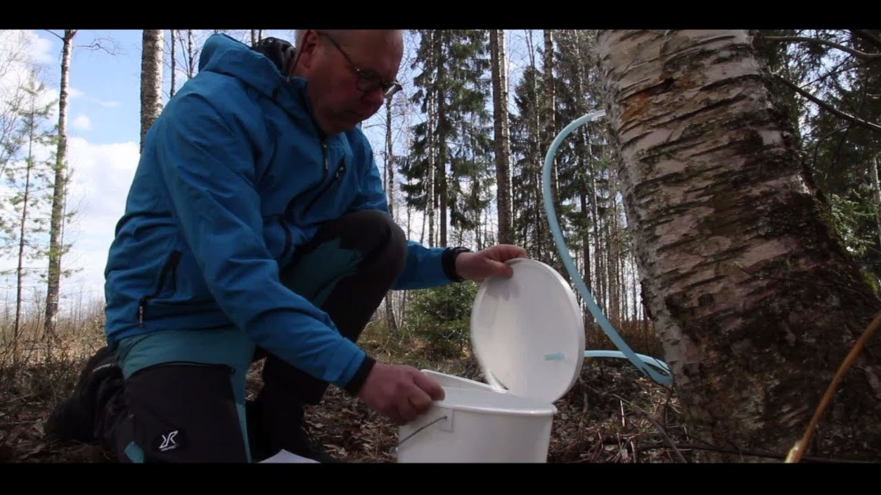 Koivunmahla on vaihtoehtoinen tulonlähde metsänomistajille