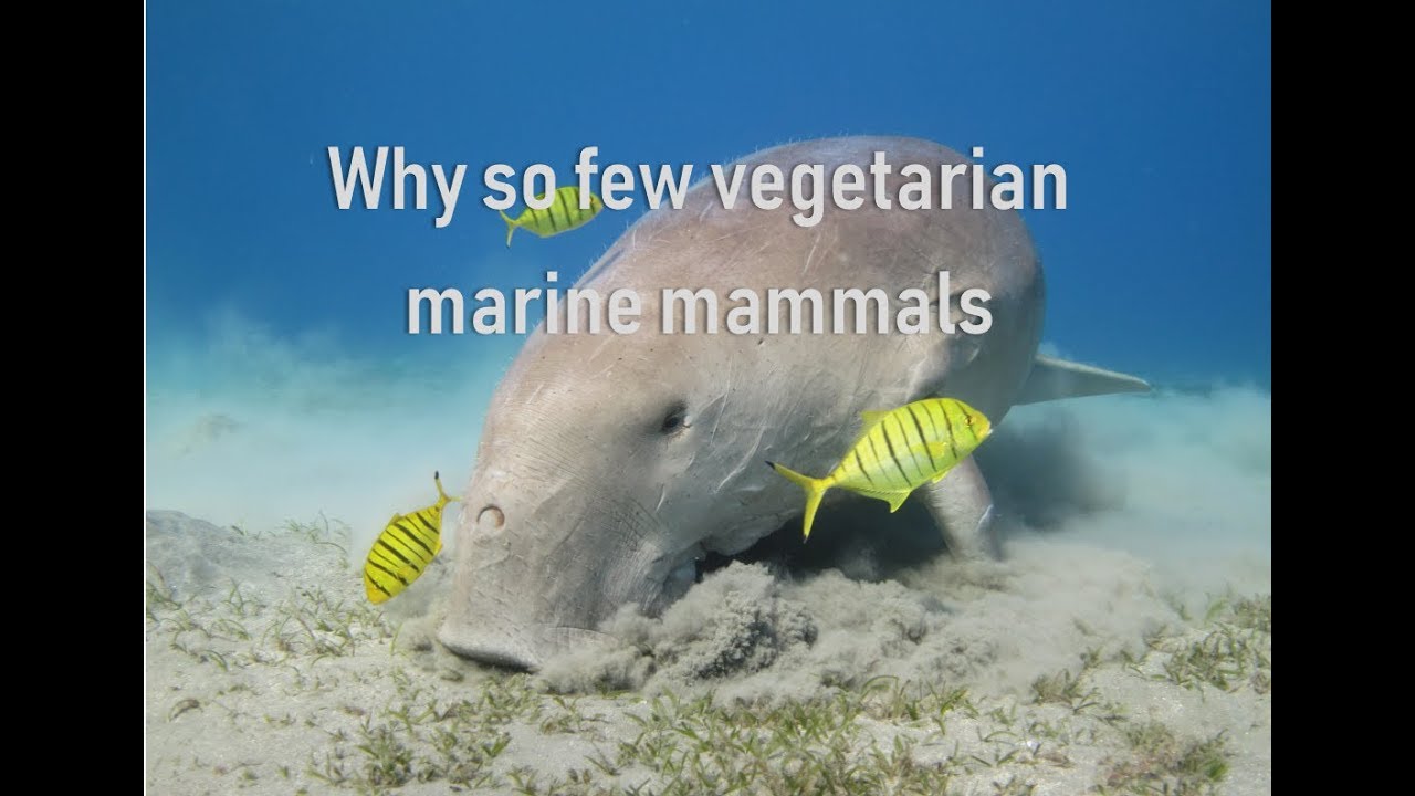 Why are there so few vegetarian marine mammals | Prof TRACEY ROGERS
