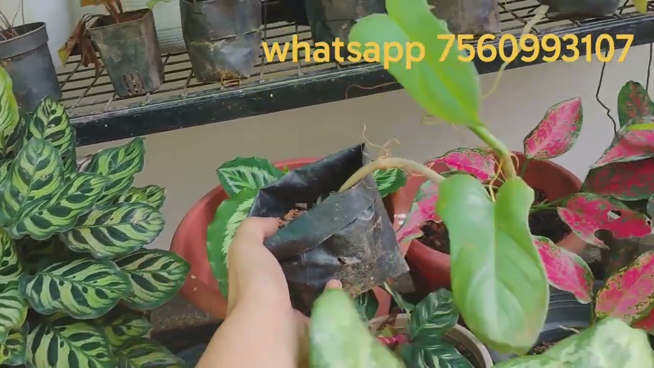 ചെറിയ വിലയിൽ ഭംഗിയുള്ള ചെടികൾ 
