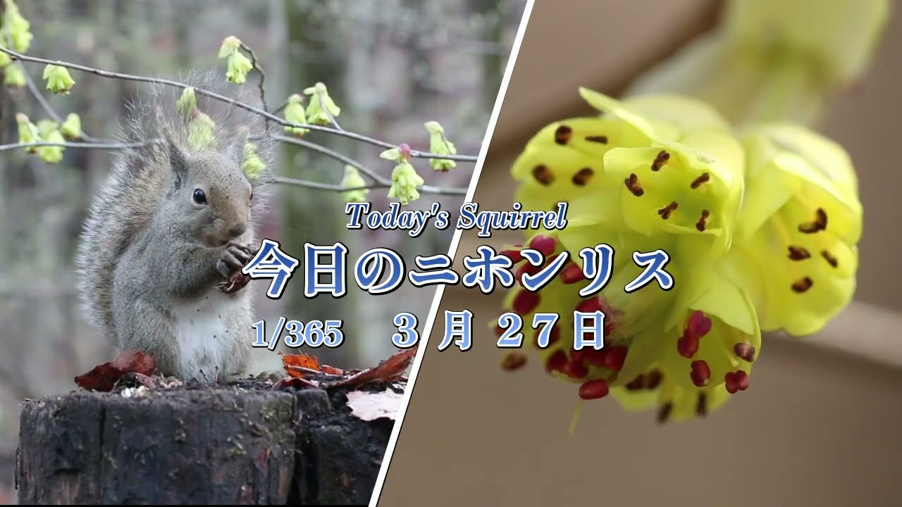 今日のニホンリス　３月２７日