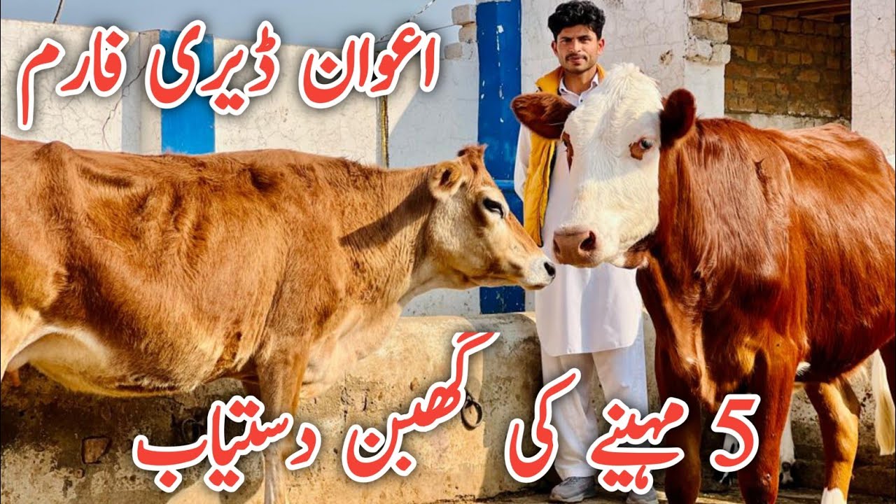 Awan Dairy Farm | Top class Jersey heifers | Australian heifers
