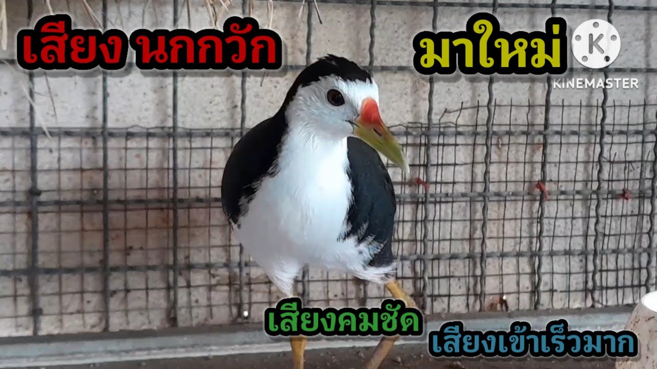 เสียงต่อนกกวัก มาใหม่เข้าดี 