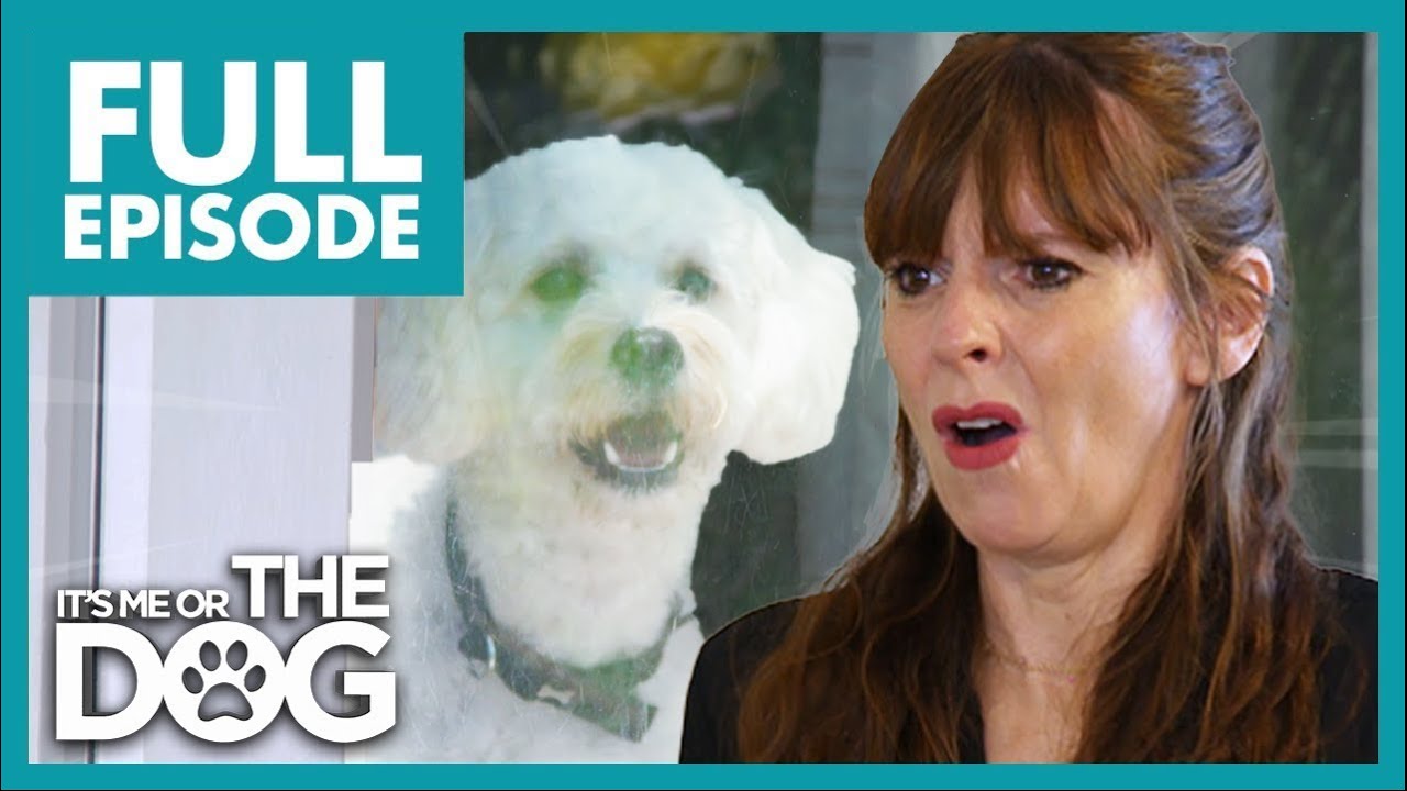 Dog Develops Separation Anxiety after Sick Owner Recovers🥺 | Full Episode | It's Me or the Dog