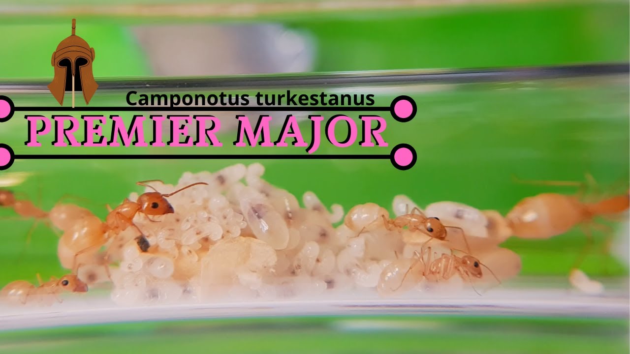 Premier MAJOR chez les Camponotus turkestanus ?!