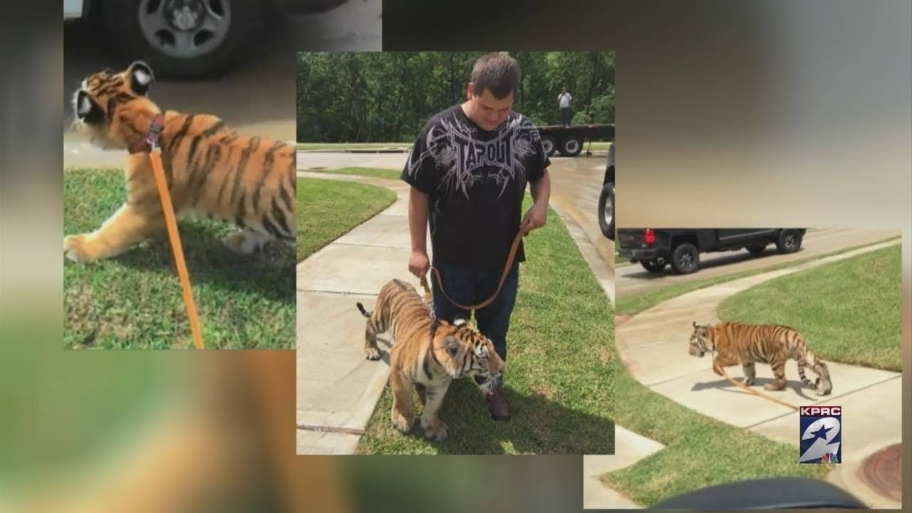 Tiger found wandering loose in Conroe
