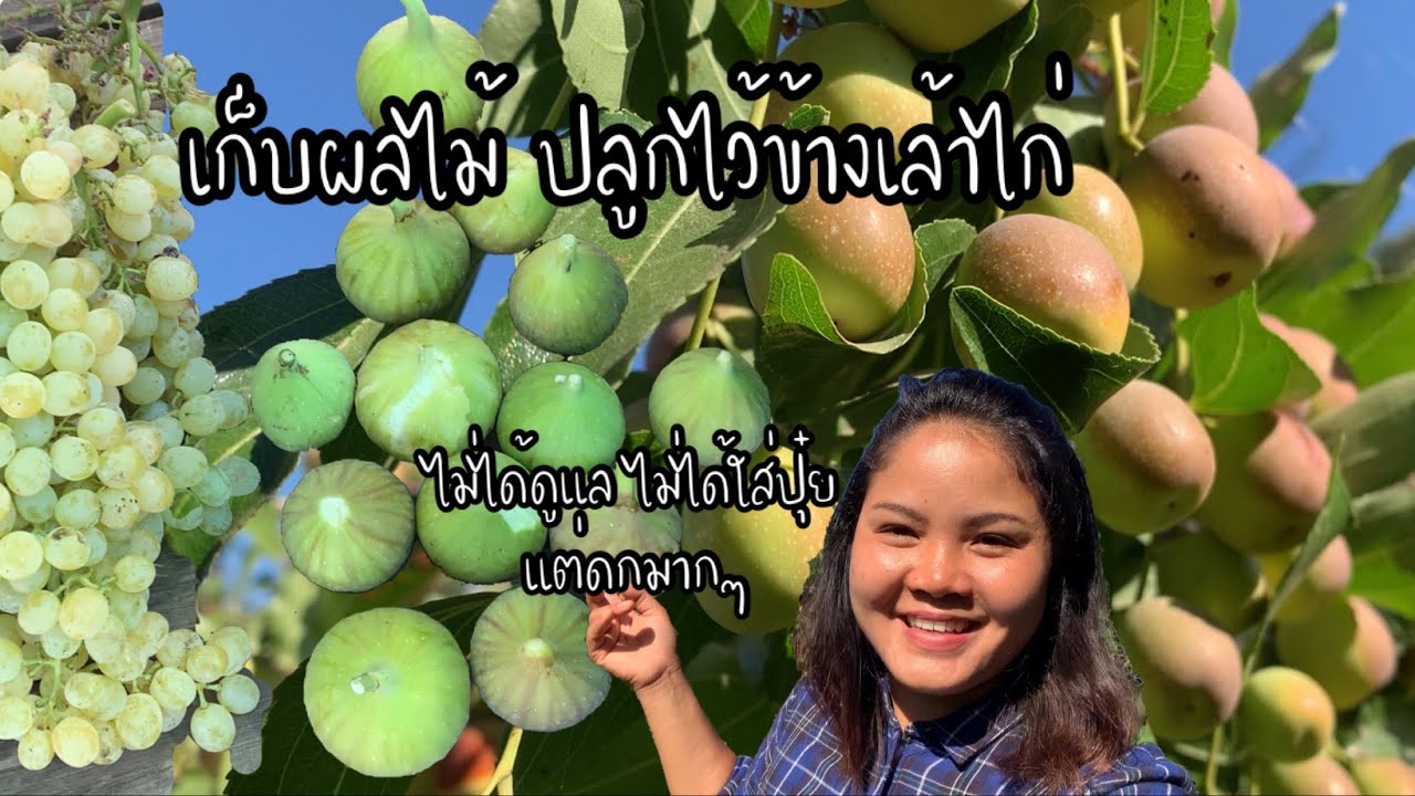 EP.177 เก็บลูกพุทราจีน มะเดื่อฝรั่ง และองุ่นดกๆหลังบ้าน ดีใจได้ทั้งขายและแบ่งปัน