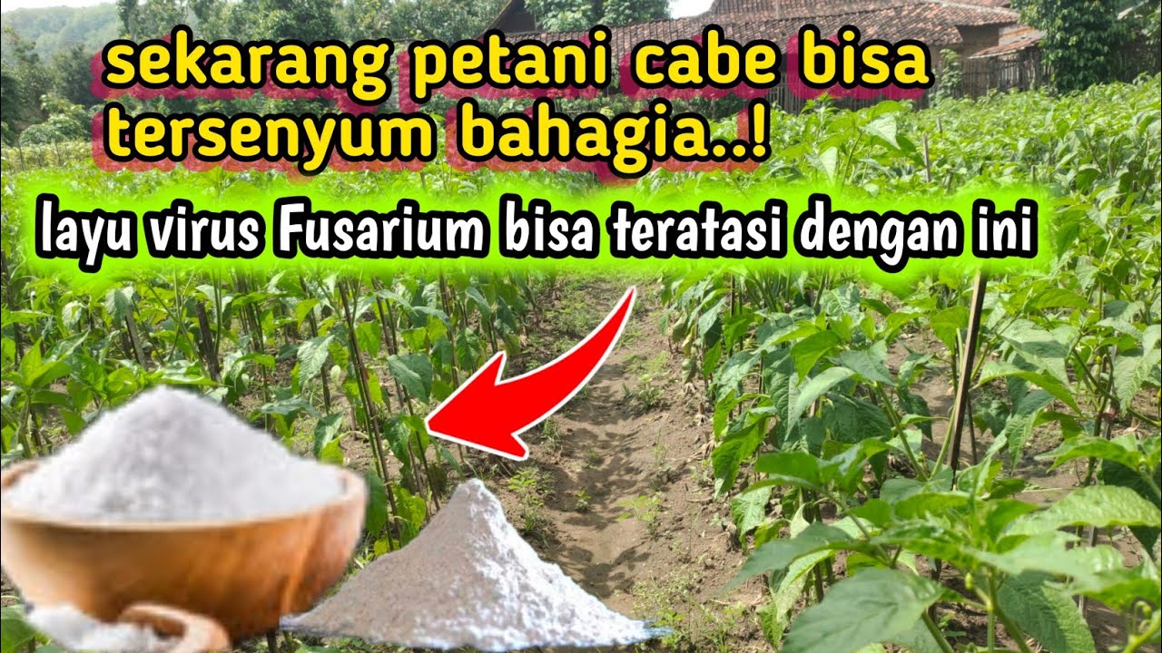 ILMU BARU..!!Hanya dengan 3 bahan ini saja .! tanaman cabe bisa terhindar dari virus layu Fusarium