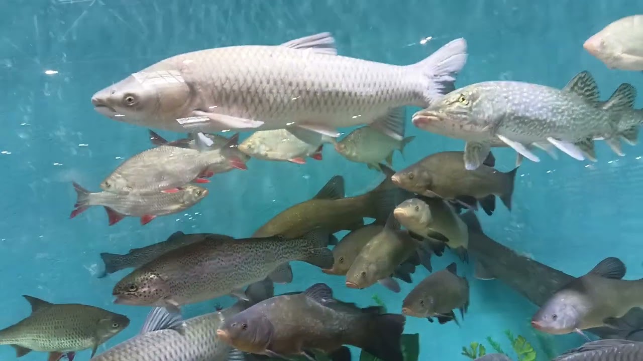 Obří akvárium na FOR FISHING 2026