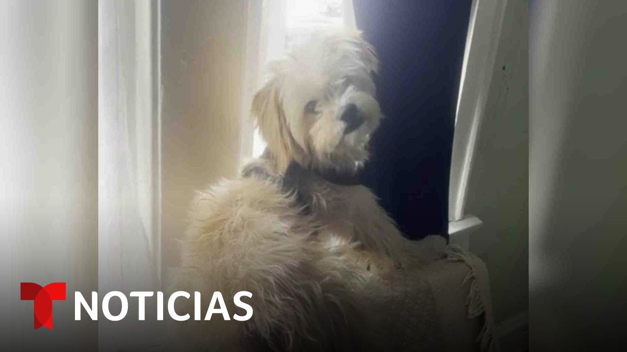 Mexicano que fue deportado clama por el perro que quedó atrás cuando ICE lo arrestó en Chicago