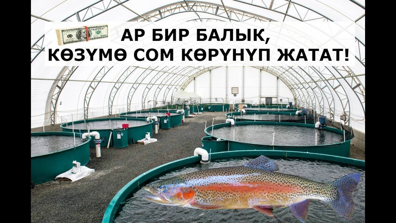 БИР БАЛЫК 200 СОМДОН КИРЕШЕ БЕРЕТ /// БАЛЫК БИЗНЕС ТУУРАЛУУ