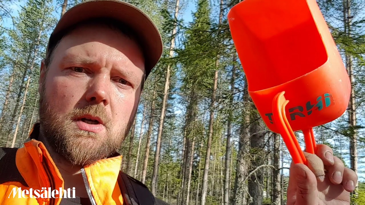Metsälannoitus salpietarilla käsin | Metsälehti