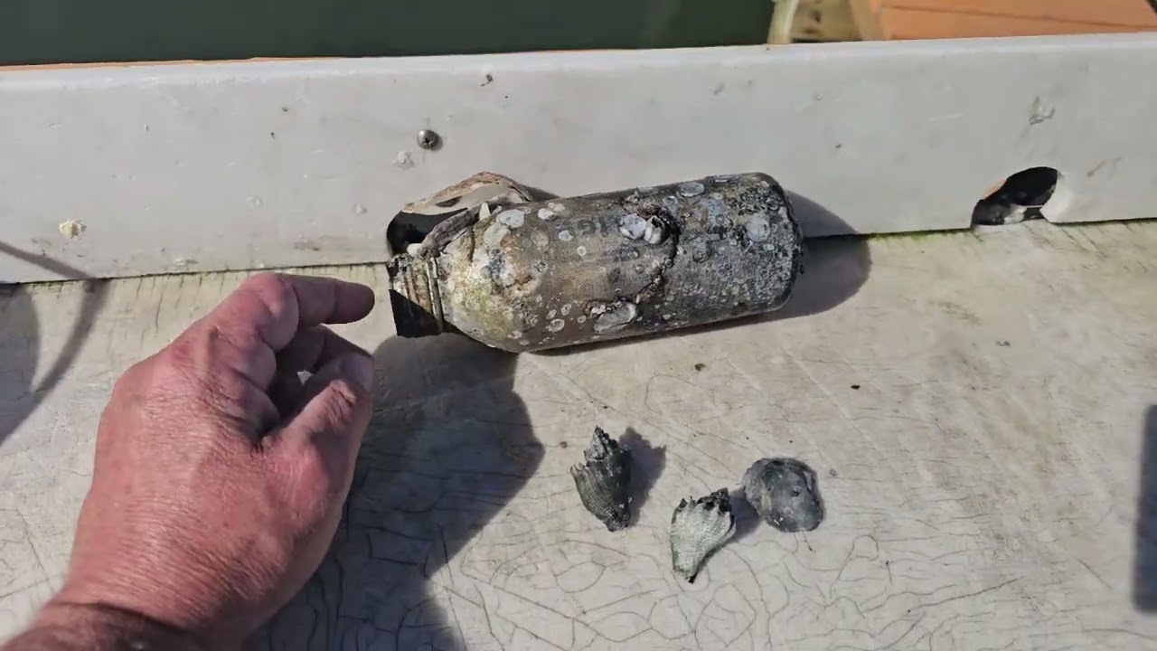 February 25, 2026 - The tenacity of life - Indian River Lagoon - Sebastian FL