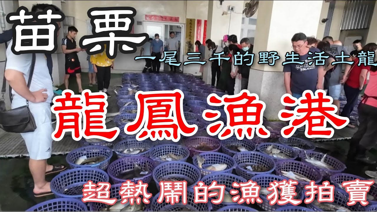 苗栗龍鳳漁港丨超熱鬧的多種魚貨拍賣丨苗栗第一個魚市好好逛丨Bustling and hustling Seafood Auction at Longfeng Fishing Port
