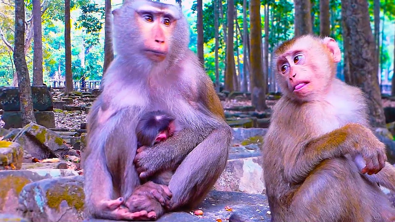 Monkey Leo come meeting & welcome to his little newborn baby sister
