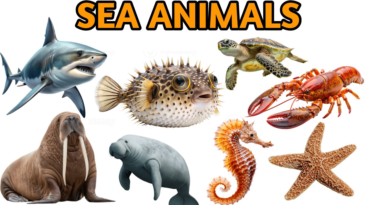 20 Sea Animals Name in Hindi and English | समुद्री जीवों के नाम | Water Animals Name / Feb 11