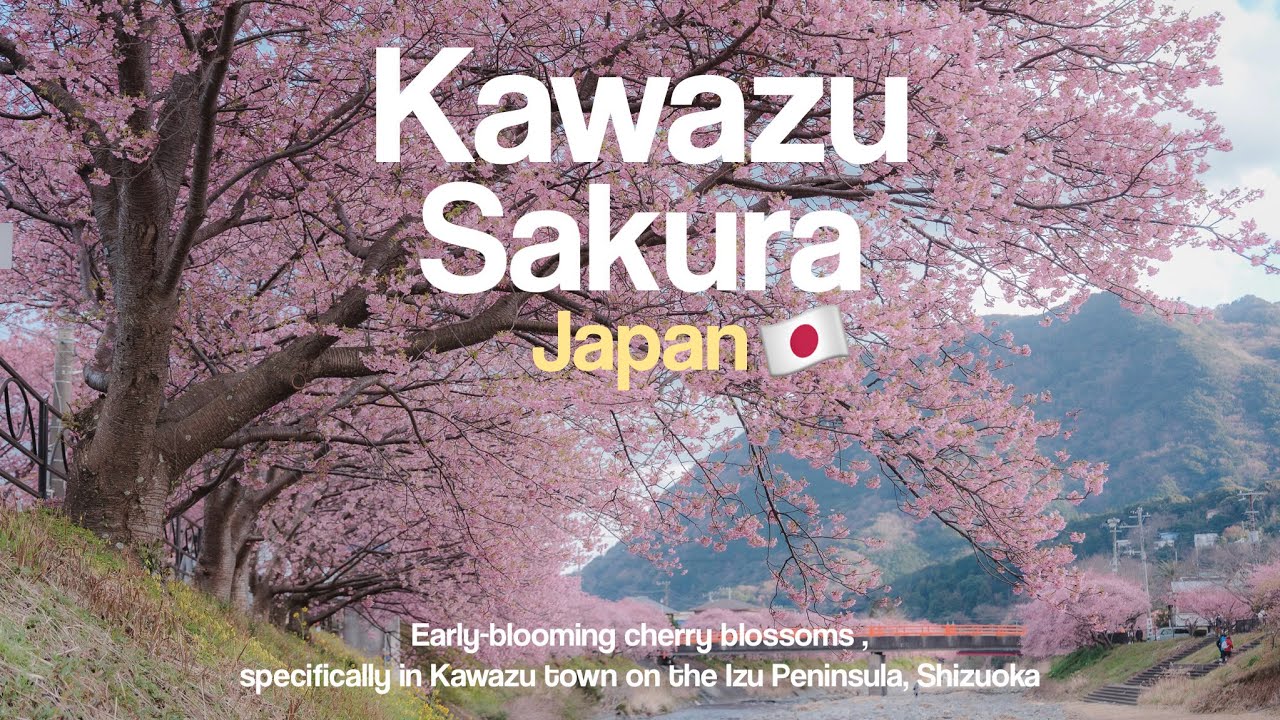 เที่ยวญี่ปุ่นช่วงดอกซากุระบานสวยๆ ที่ Kawazu Sakura และ Matsuda Sakura | เที่ยวญี่ปุ่น