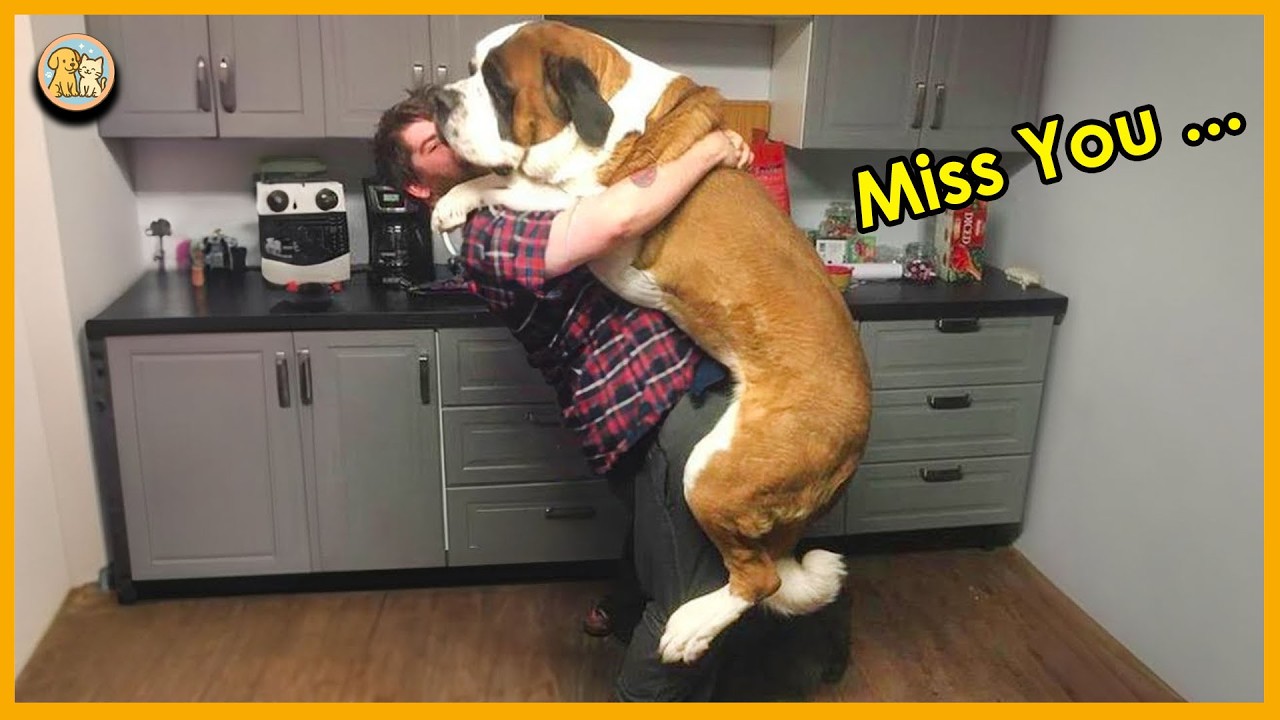 When Pets Reunite with Their Favorite Humans – Truly Heartwarming