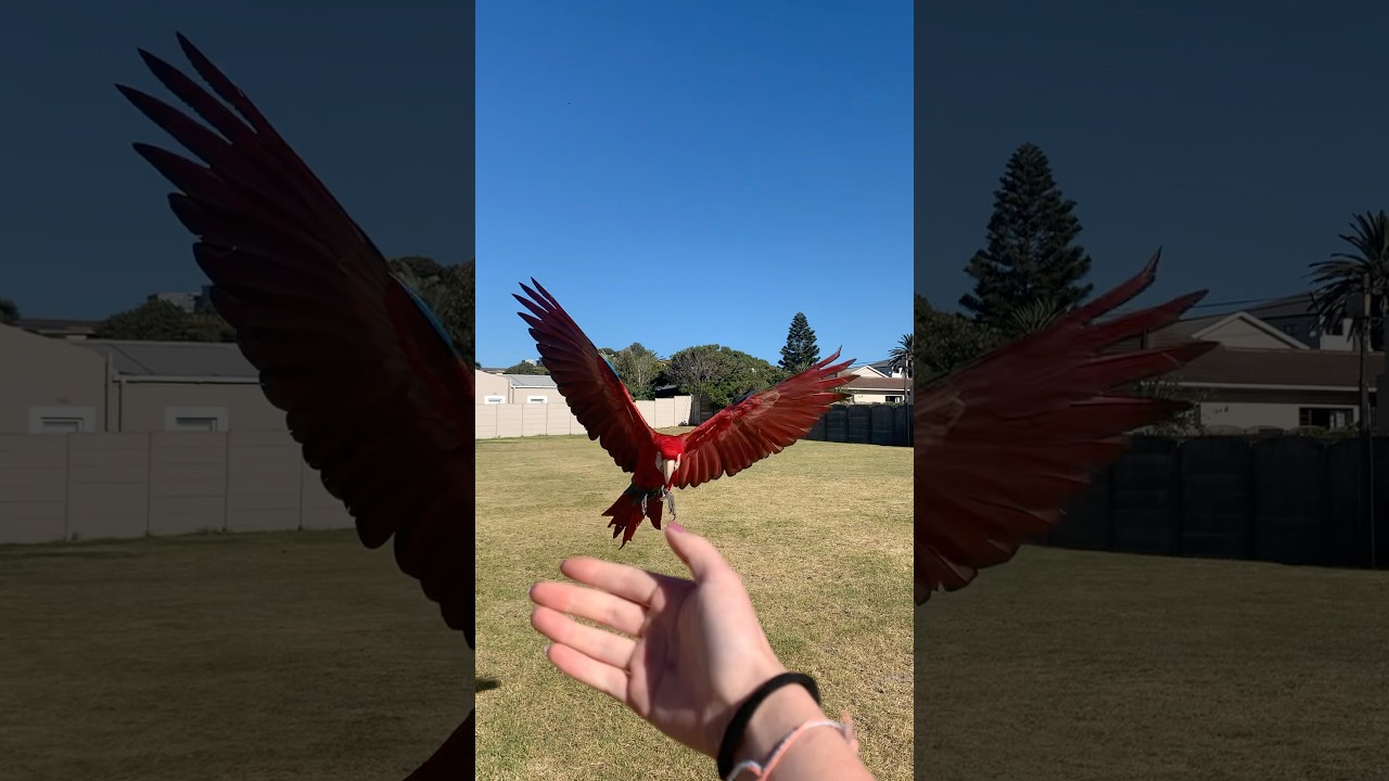 Macaws soaring 🦜😍!! 
