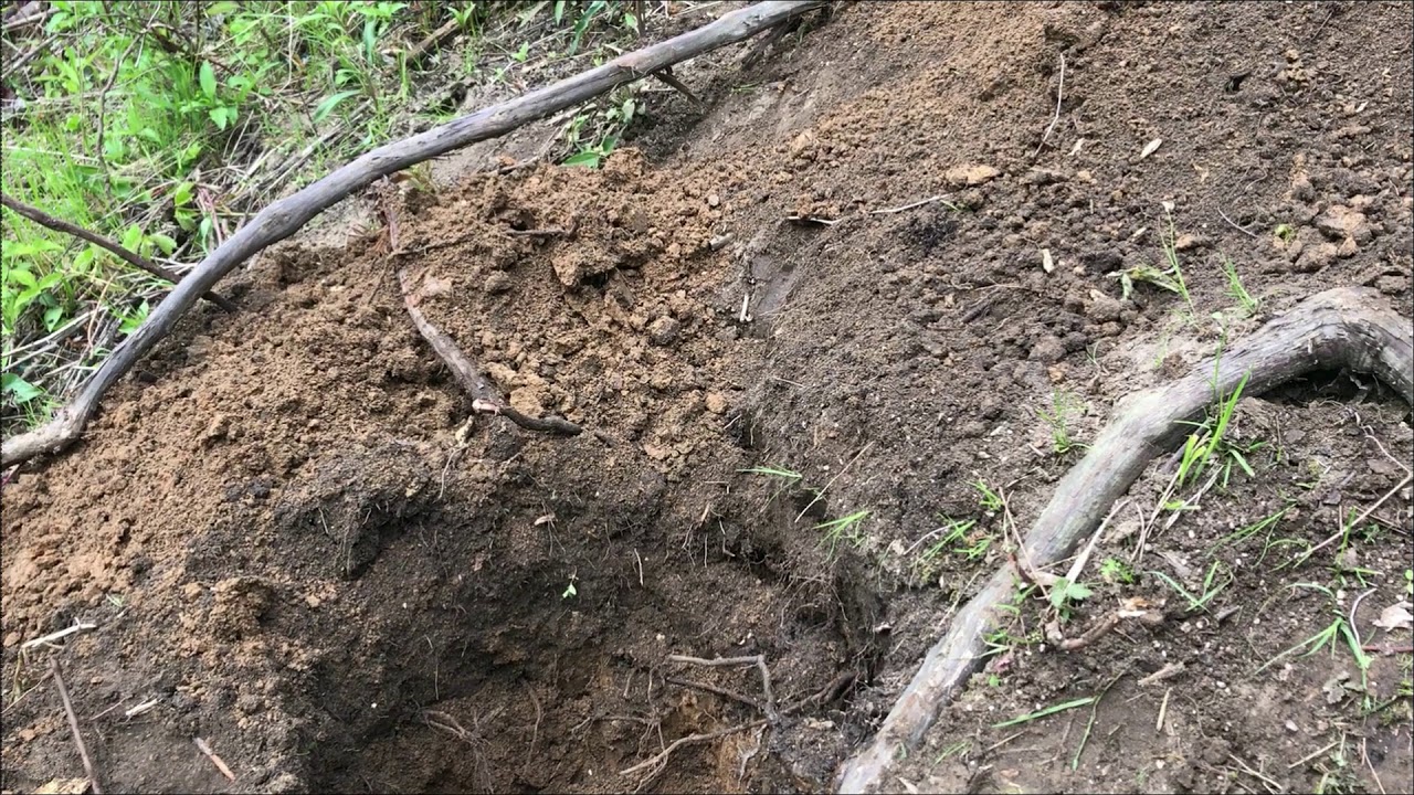 Prepping Spot For Outdoor Cannabis Grow May 22 2019