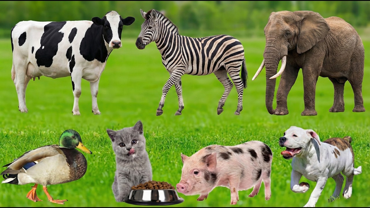 Cute little Animals: Cow, Sheep, Dog, Cat, Chicken, Elephant, Duck, Horse, Goat - Animal Sounds