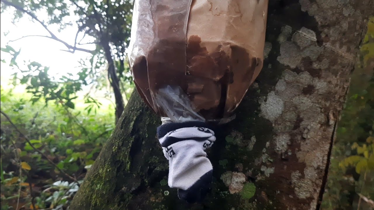 Resgate de uma abelha que poucos falam dela