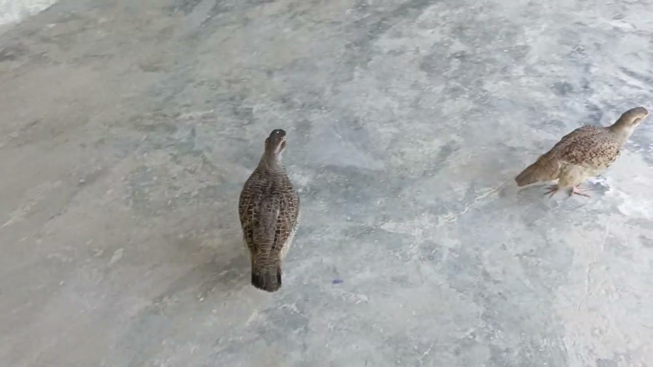 December 4, 2025 Me and My Partridge Playing Together  A Cute and  Bond ❤️🕊️#foryou#viral 