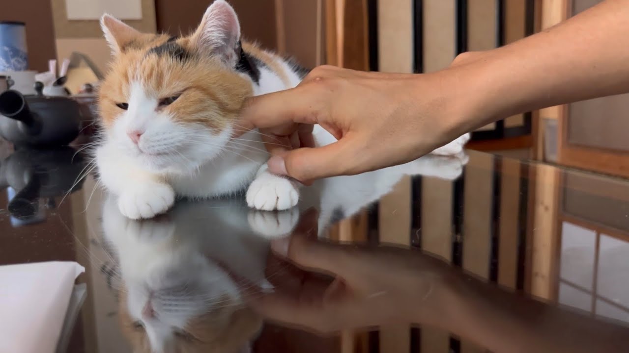 【三毛猫】朝ごはんよりも先に甘えたいミケ（2025年8月6日）