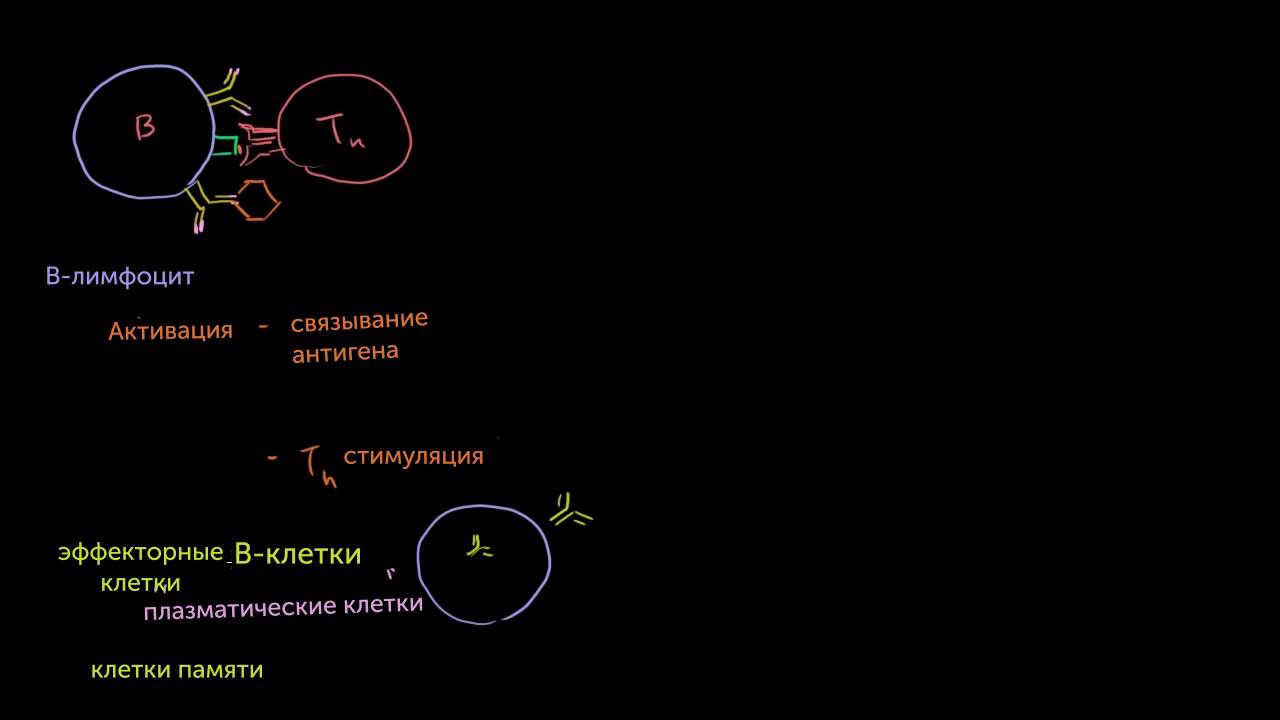 B-лимфоциты и T-лимфоциты популяций CD4+ и CD8+
