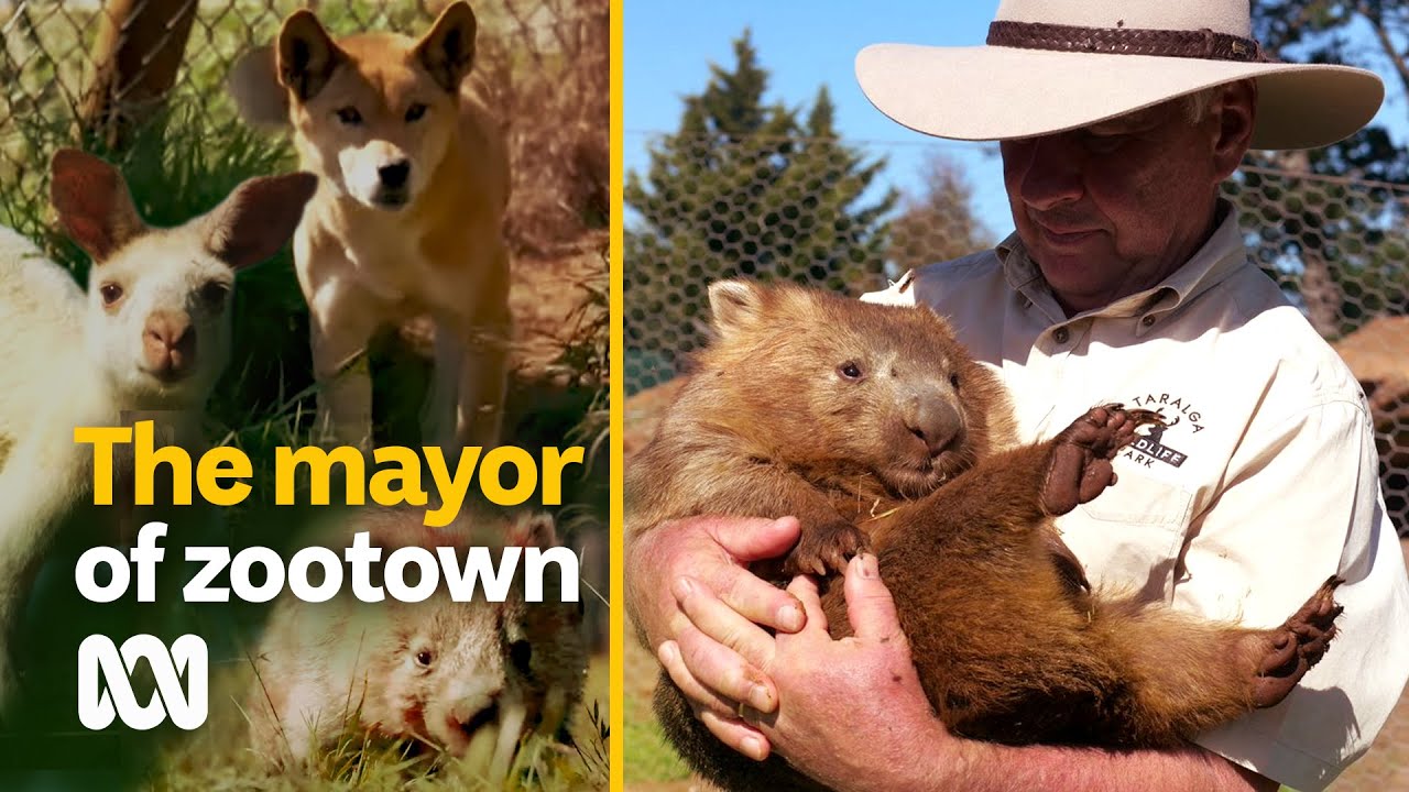 Zookeeper adds local humans to his collection by reluctantly becoming mayor | ABC Australia